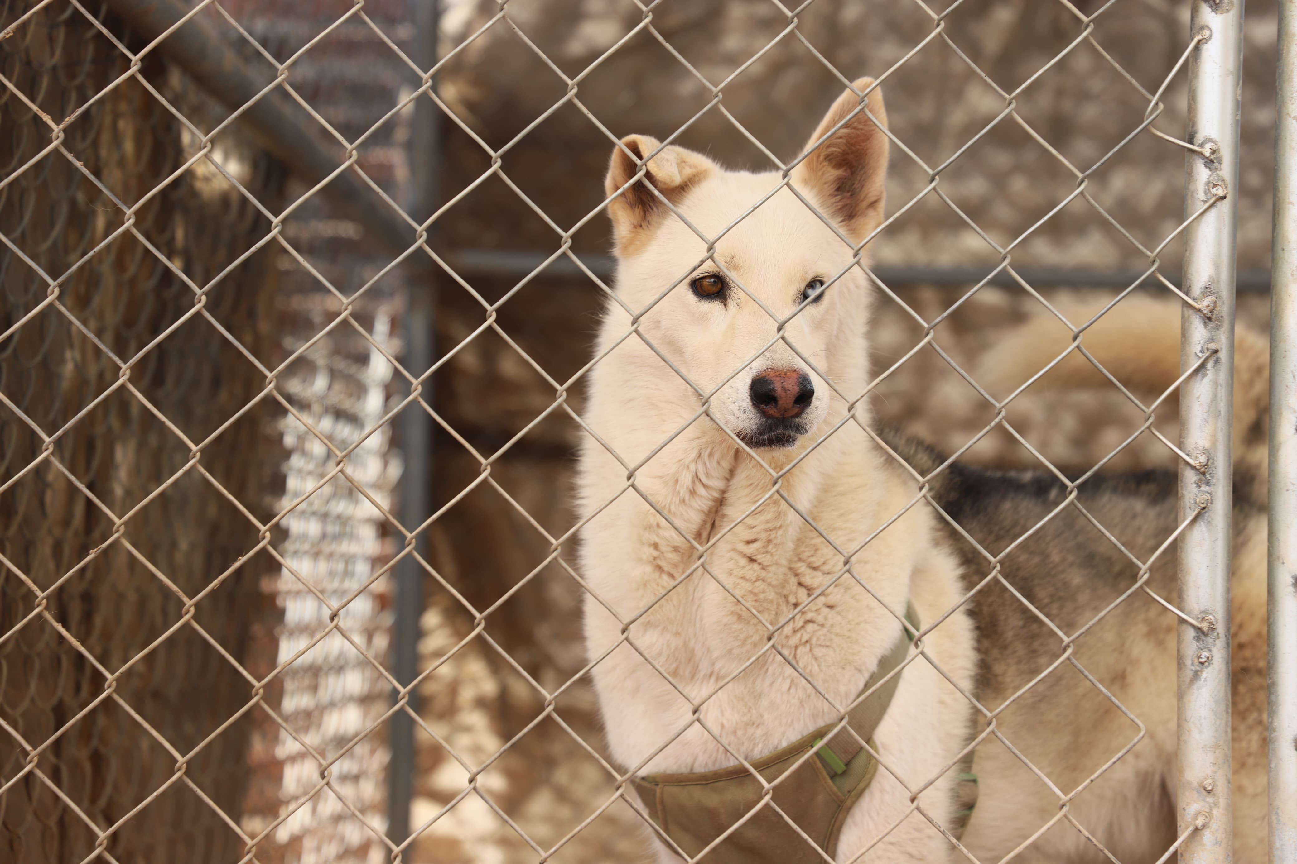 Perro en fundación