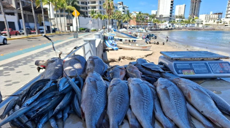 Pescados y mariscos