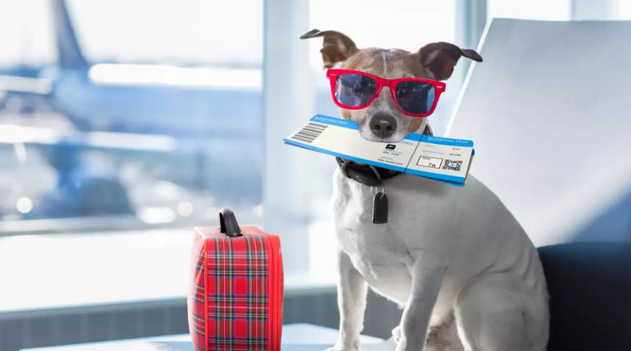 Viaje con mascotas.