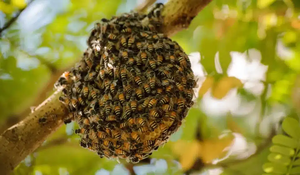 Abejas sobre la rama de un árbol