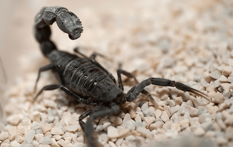¡Cuidado con los alacranes!