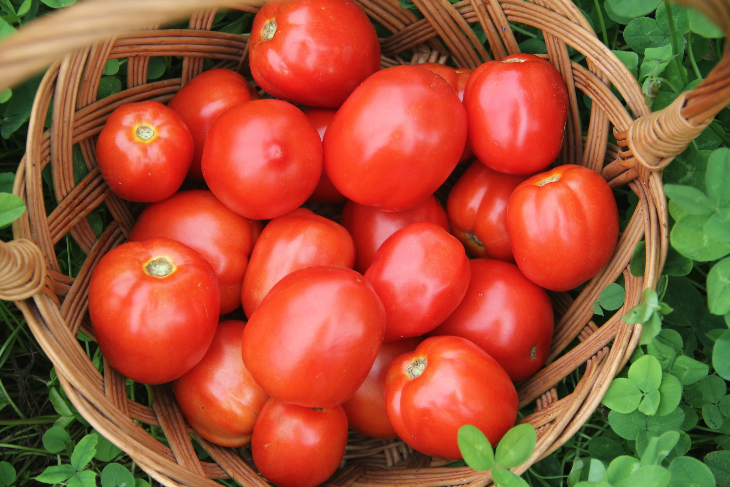 Canasta con tomate fresco