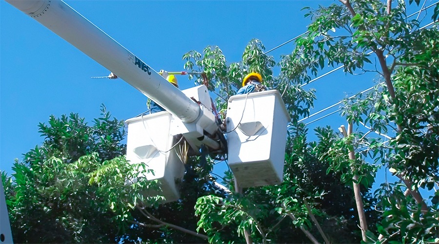 poda árboles CFE cables alta tensión electricidad