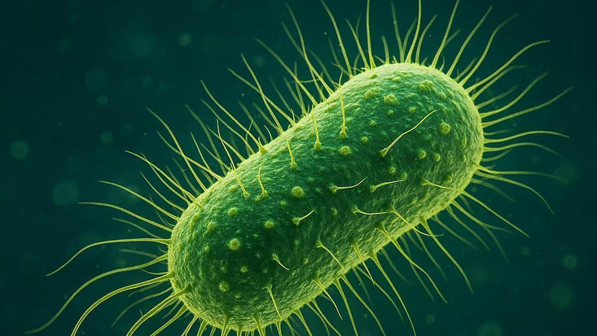 Florida registra 4 muertes por bacteria carnívora presente en el mar; llaman a extremar precauciones