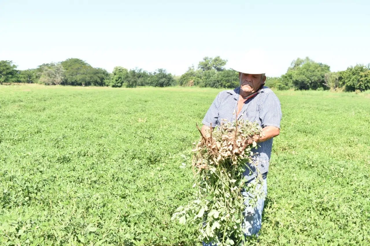 Buscan reactivar planta cacahuatera de Mocorito con apoyo de FIRA