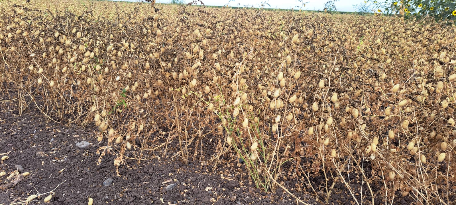 Campesinos piden ampliar programa de fertilizantes