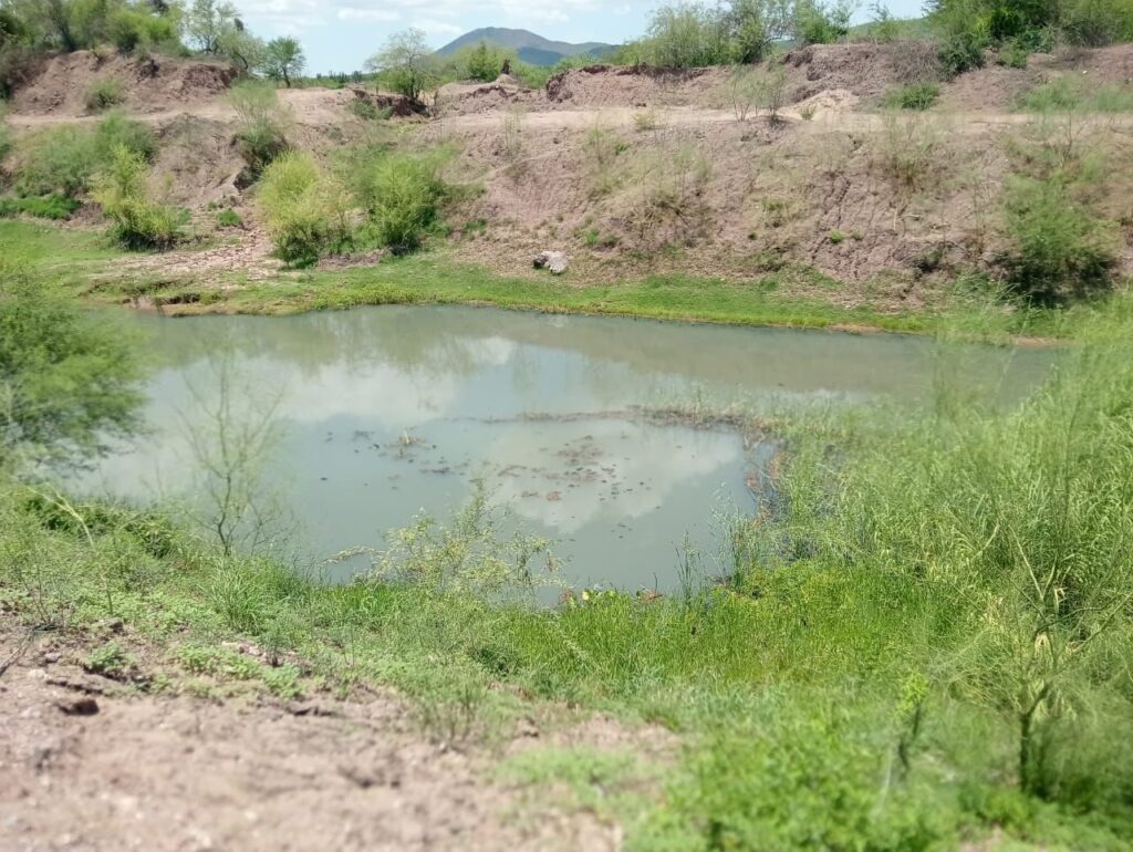Canal Cahuinahua baja podrido desde Charay