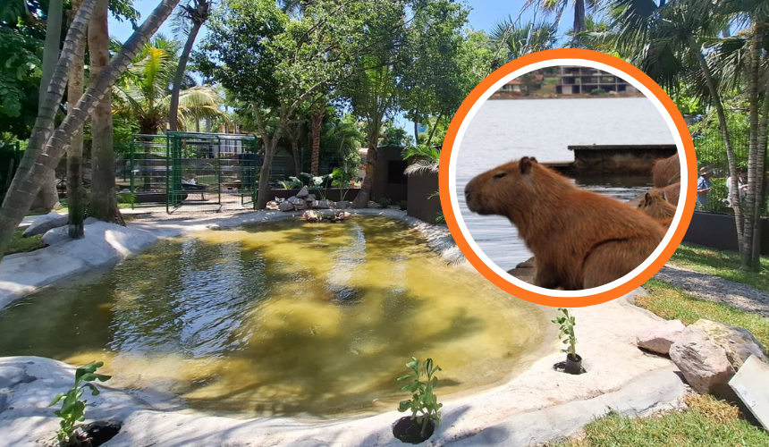 Recinto donde los capibaras estarán en el Gran Acuario Mazatlán