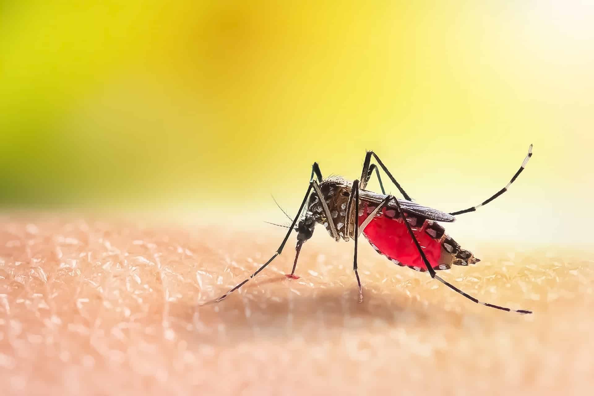 Mosquito del dengue