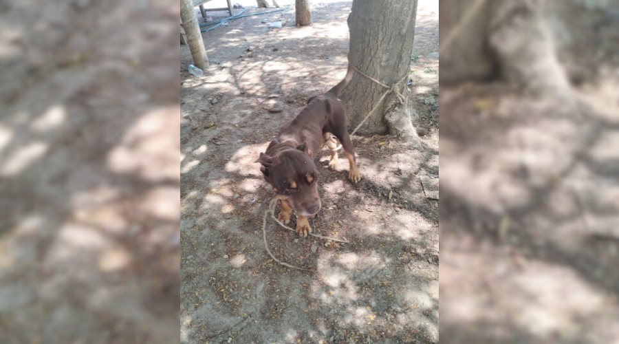 Denuncian abandono de pitbull enfremo en Guasave