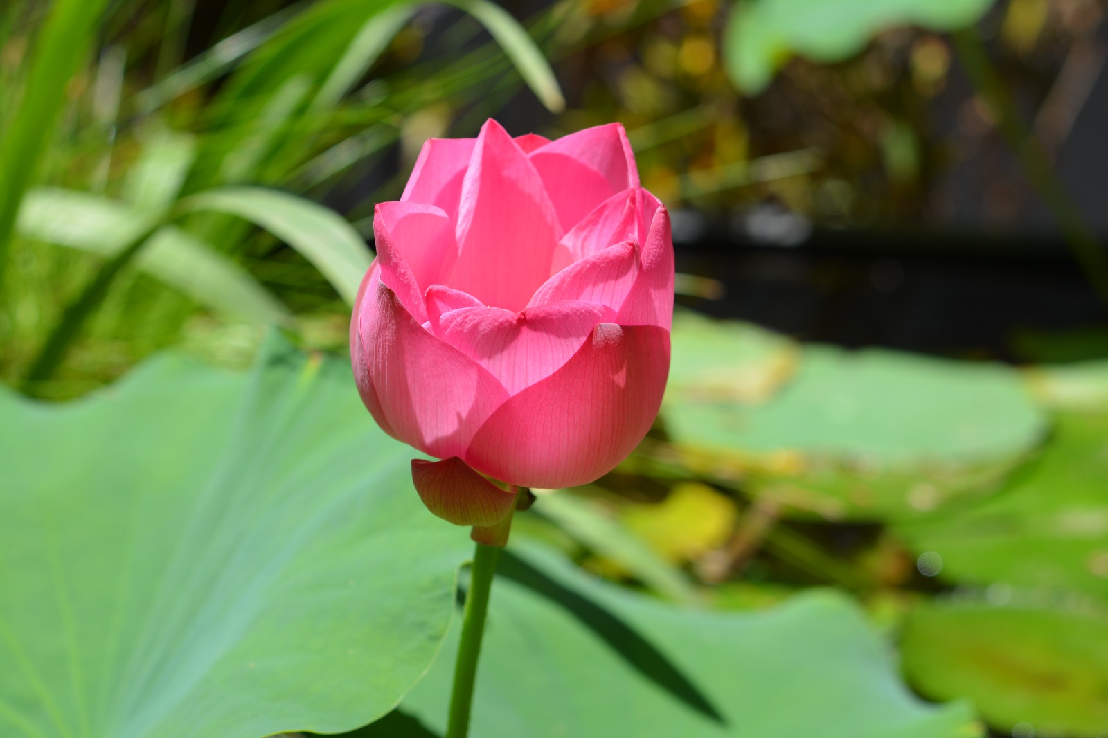 Flor de loto en el Parque Sinaloa de Los Mochis.