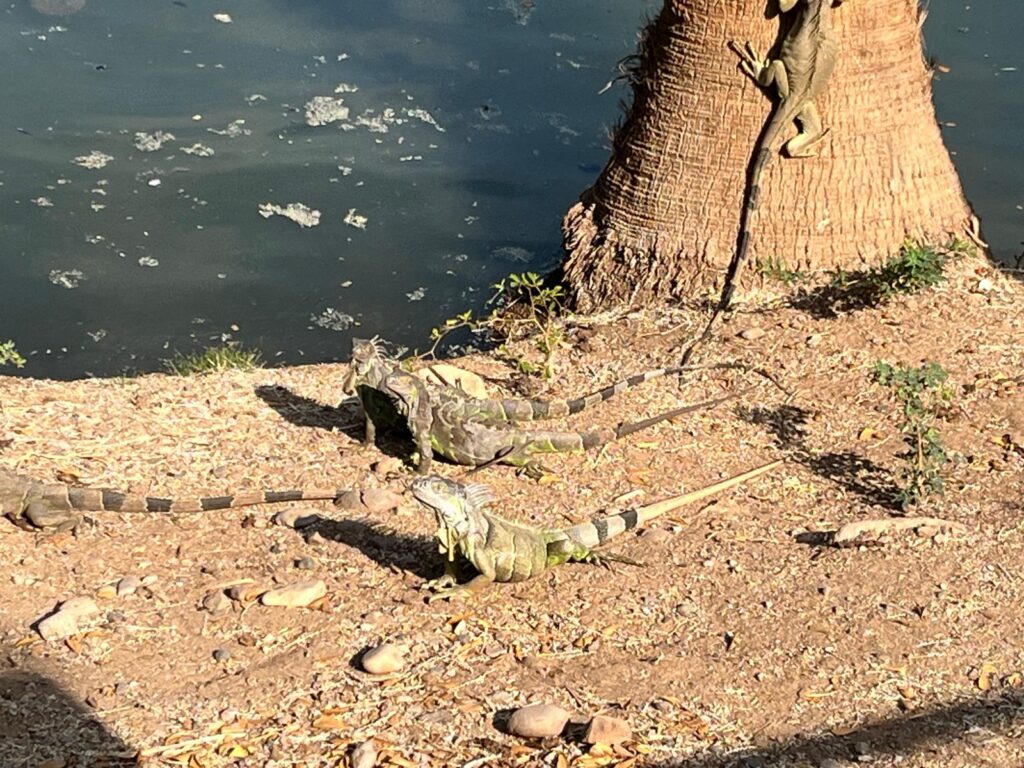Iguanas tomando el sol.
