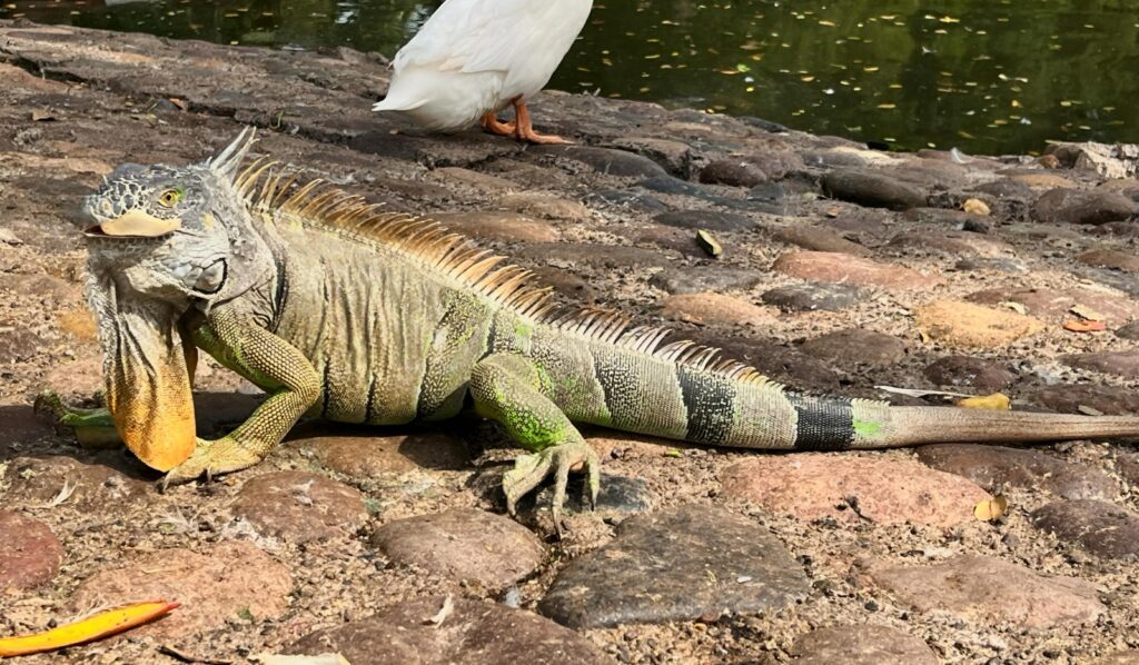 Iguana disfrutando del suelo y el día soleado.
