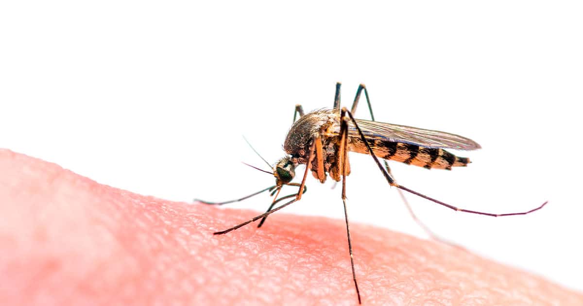 La OMS lanza alerta global por brote de chikungunya; 5 mil 600 millones en riesgo