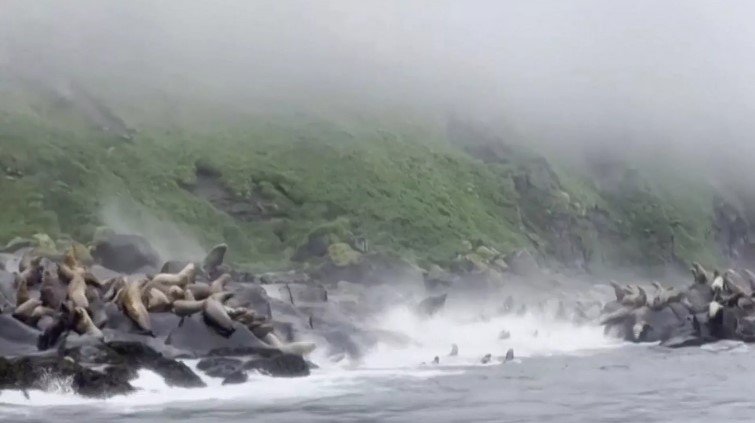 VIDEO: ¡Presos del pánico! Difunden reacción de leones marinos durante poderoso sismo en Rusia
