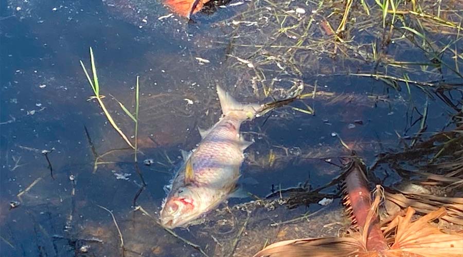 Pez flotando sobre las aguas de la laguna El Camarón en Mazatlán