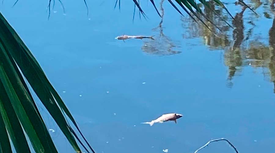 peces flotando en la laguna El Camarón