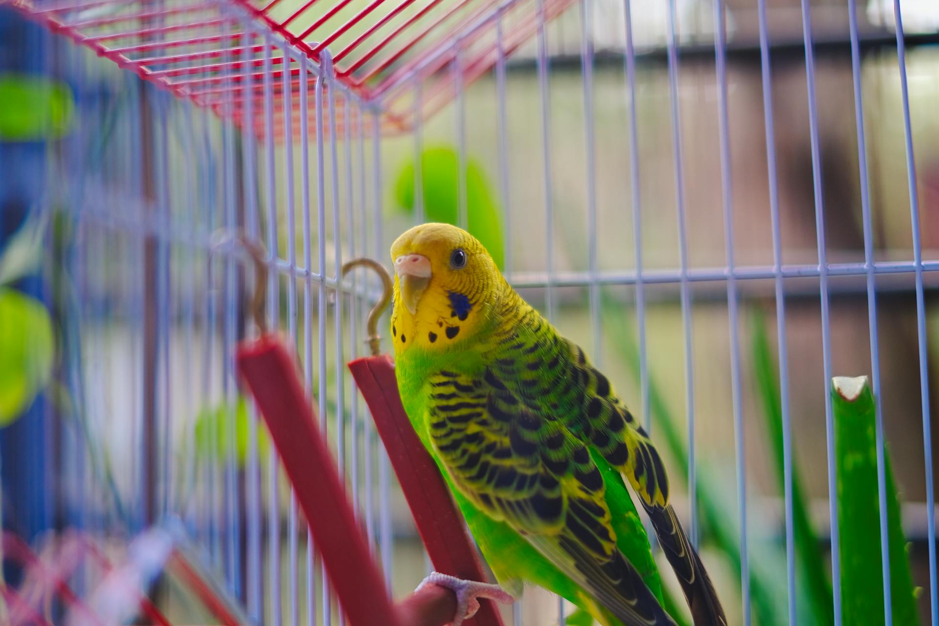 Multas de hasta 5 millones por tener aves silvestres sin permiso en México