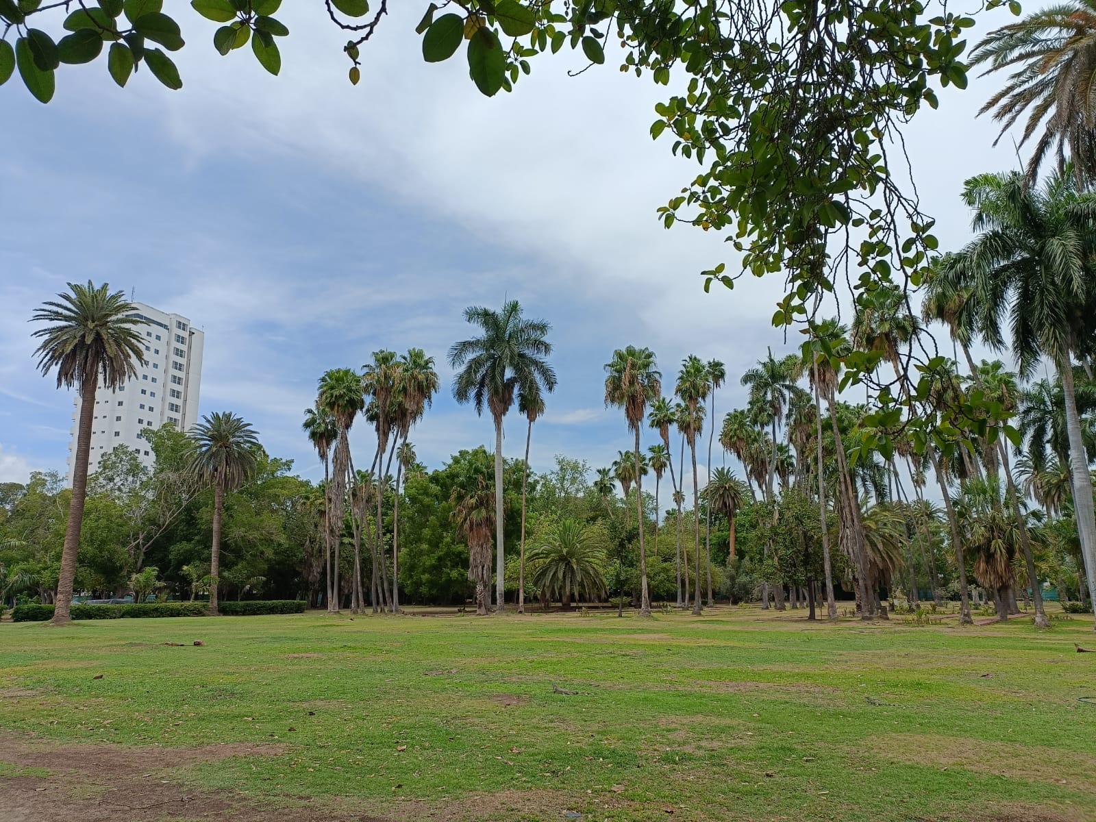 Área de pasto en el Parque Sinaloa.