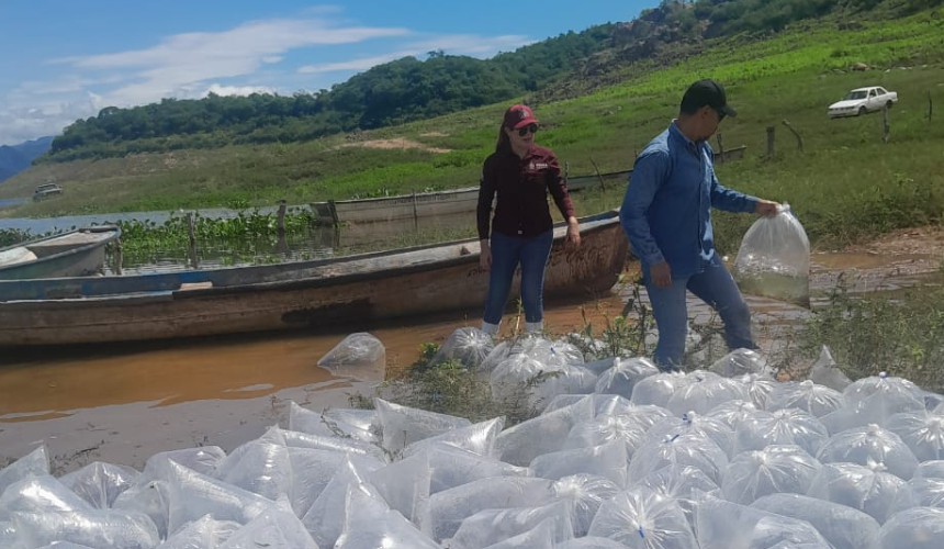 Pescadores siembran larvas en la presa de Badiraguato