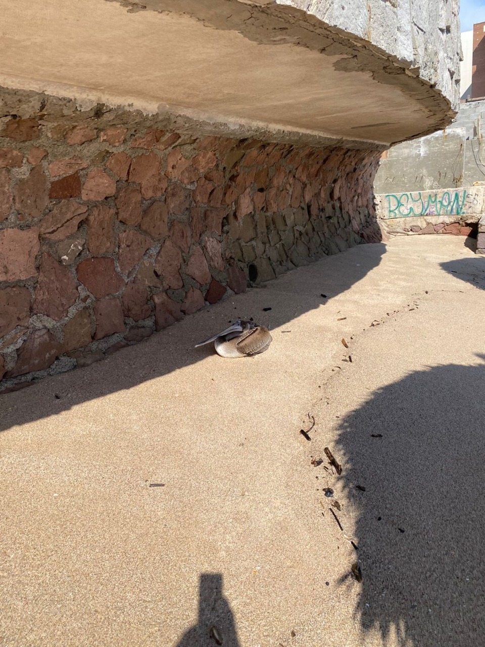 Pelícano lastimado en la playa Camarón Sábalo.