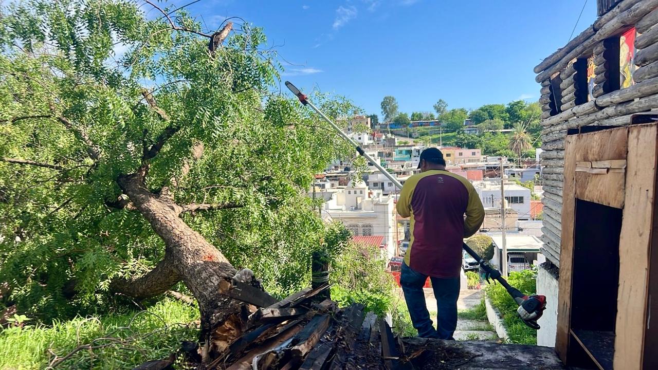 Protección Civil retira árboles caídos en distintos sectores de Culiacán tras intensas lluvias
