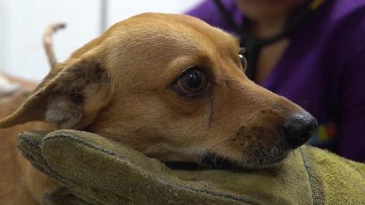 Redadas migratorias en Estados Unidos provocan abandono masivo de mascotas