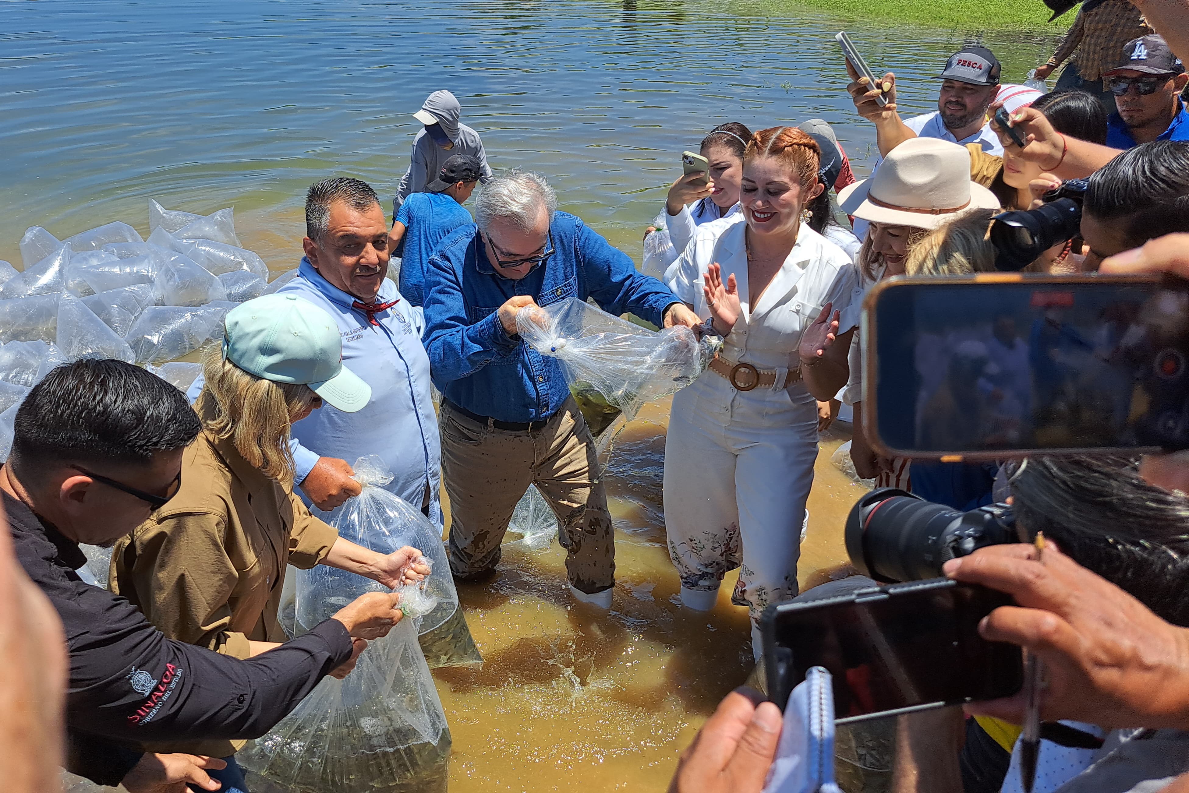 Repueblan la presa Picachos con más de 900 mil alevines de tilapia