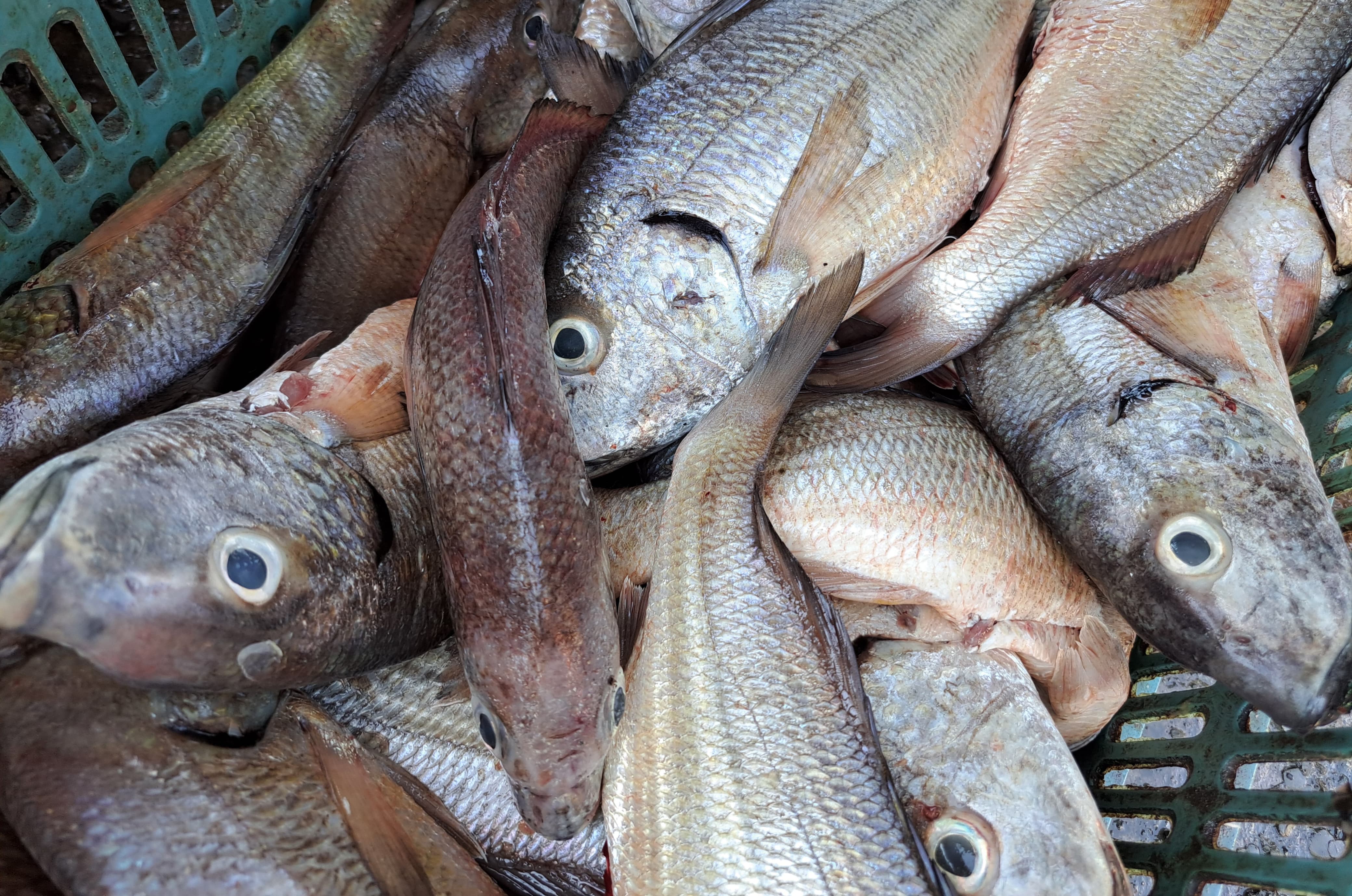 Solo en fines de semana registran buenas ventas de pescado en embarcadero a la Isla de la Piedra