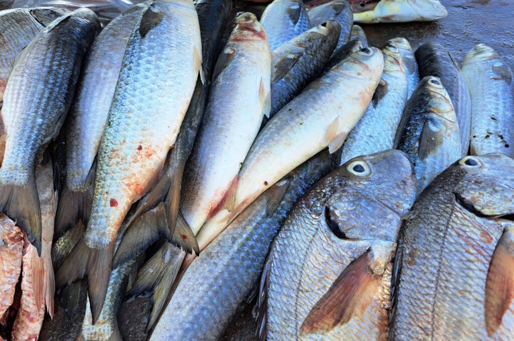 Solo en fines de semana registran buenas ventas de pescado en embarcadero a la Isla de la Piedra