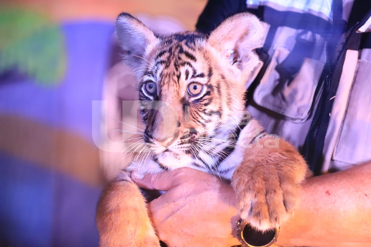 Uno de los tigres cachorros presentados en el Zoológico de Culiacán.