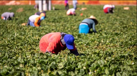 Trabajadores agrícolas