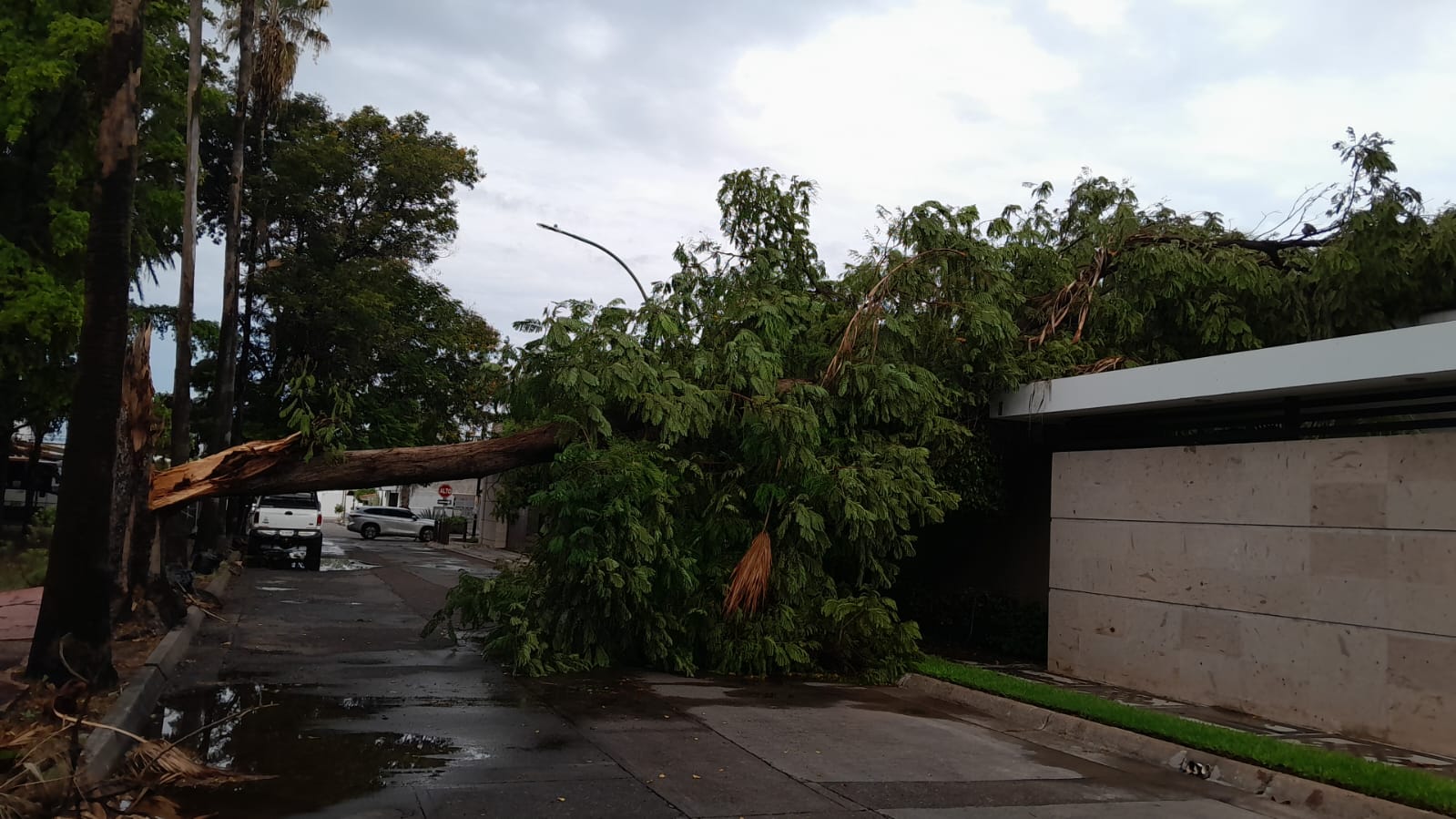 Arbol caído por lluvias