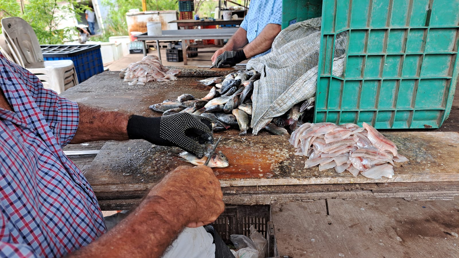 preparación de alevines