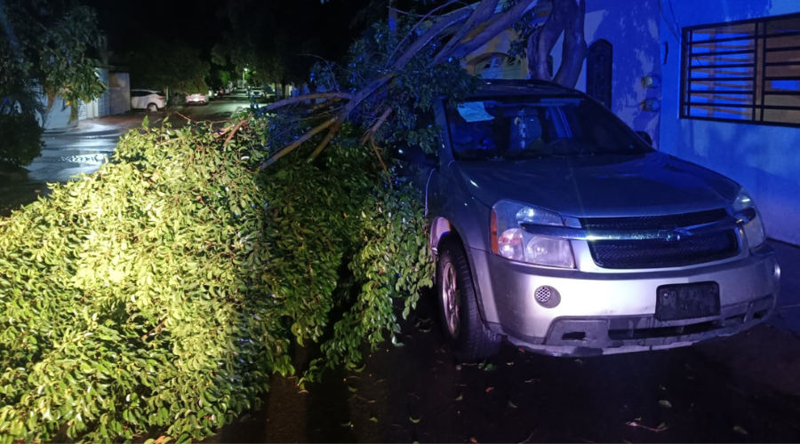 Un árbol cae encima de un auto