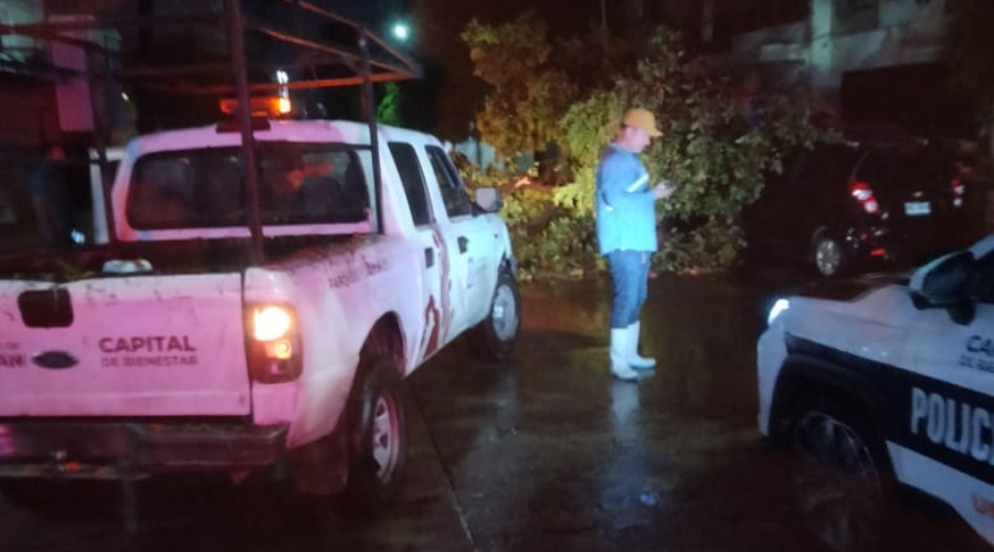 Un árbol cae en medio de una calle