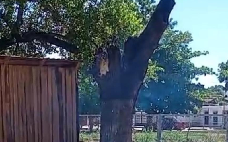 Árbol talado