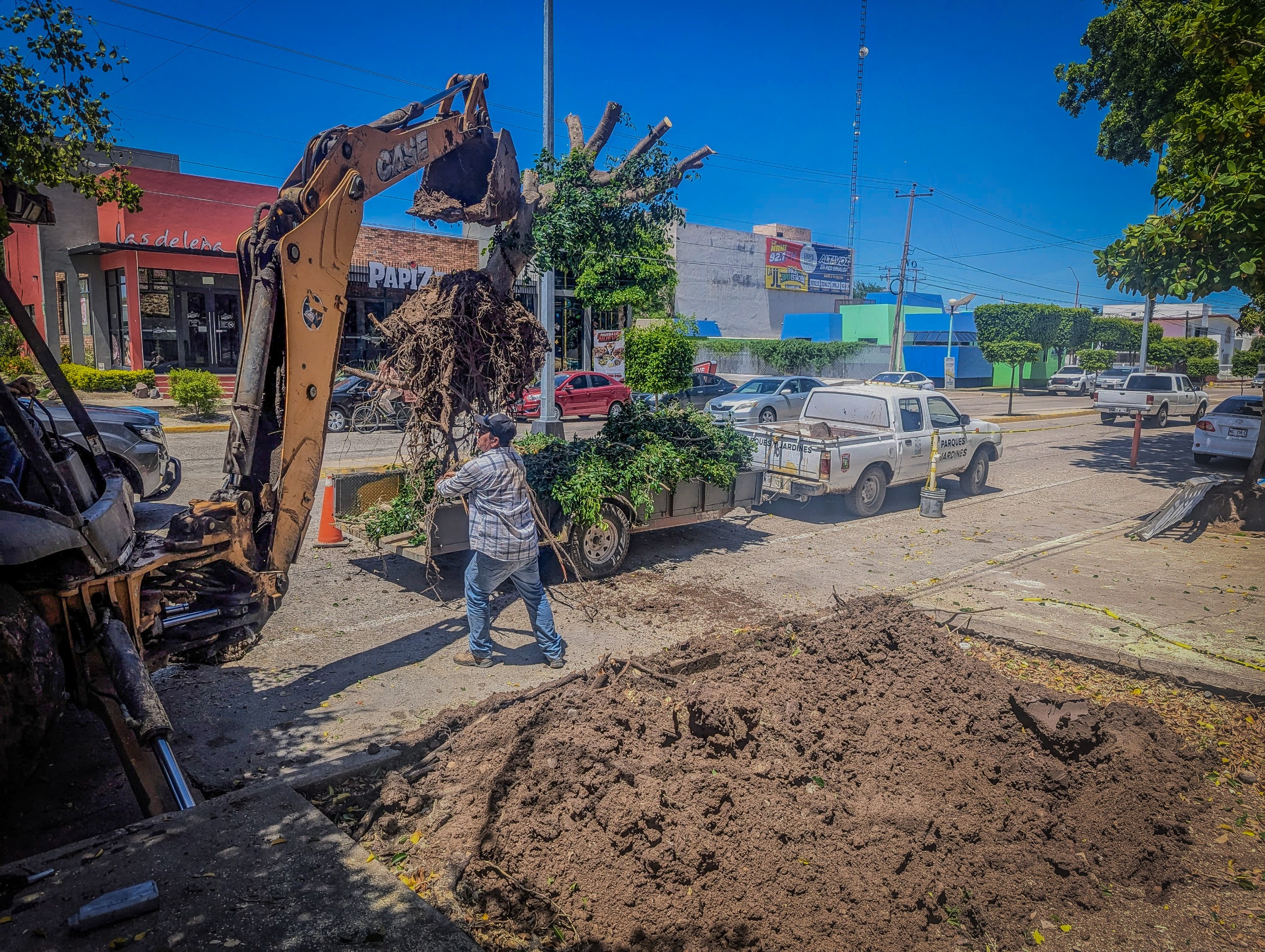 Reubicación de árbol