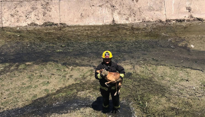 Bombero rescata a un perro