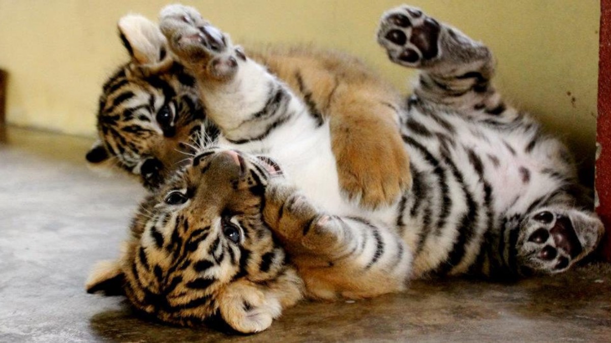 tigres de bengala