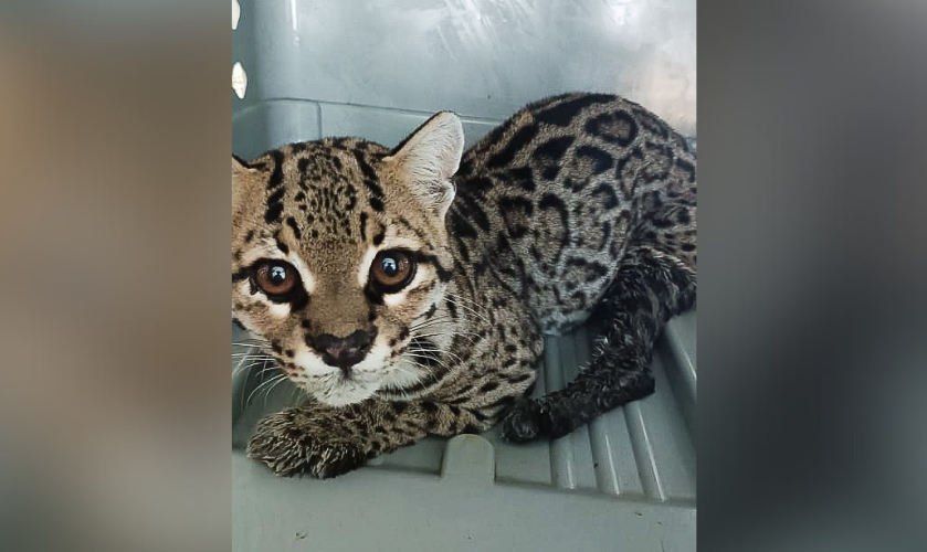 Familia mazatleca rescata a felino silvestre lastimado