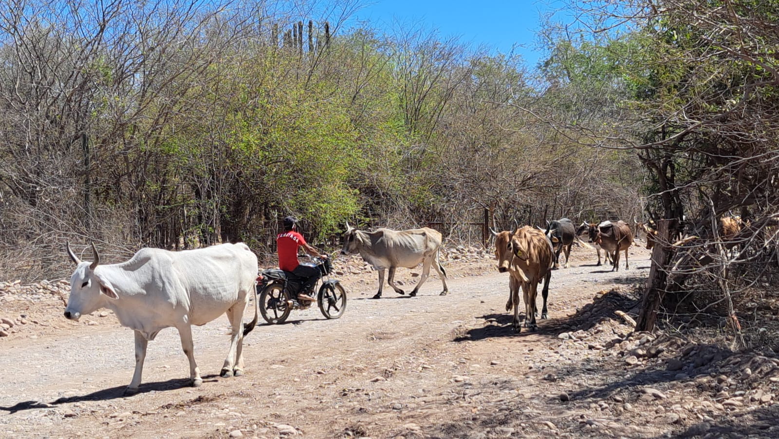 Ganado