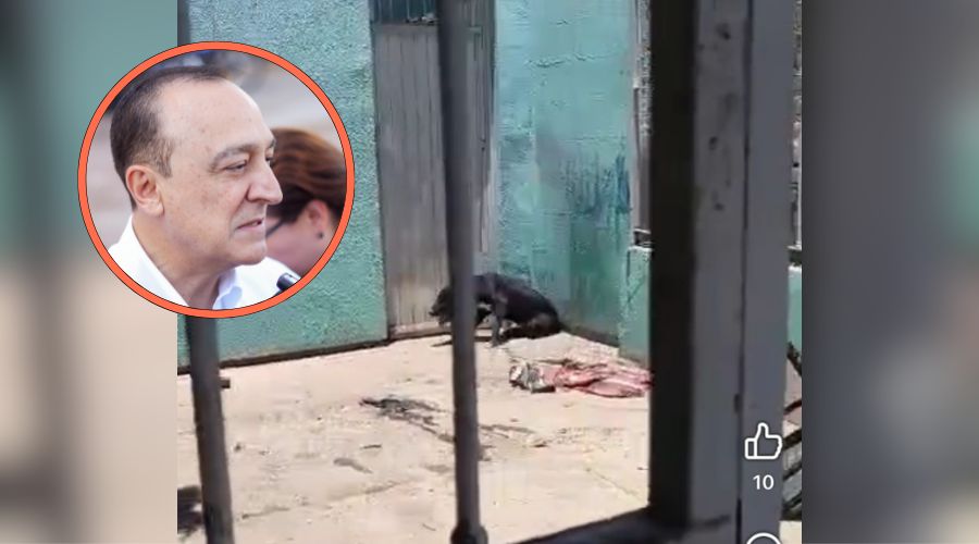 Alcalde de Ahome (circulo), perrito abandonado (fondo)