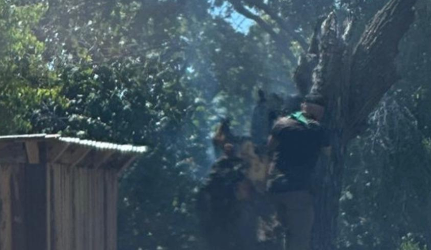 Un hombre poda un árbol