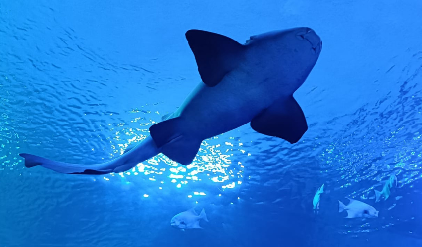 Tiburón en el Gran Acuario Mazatlán