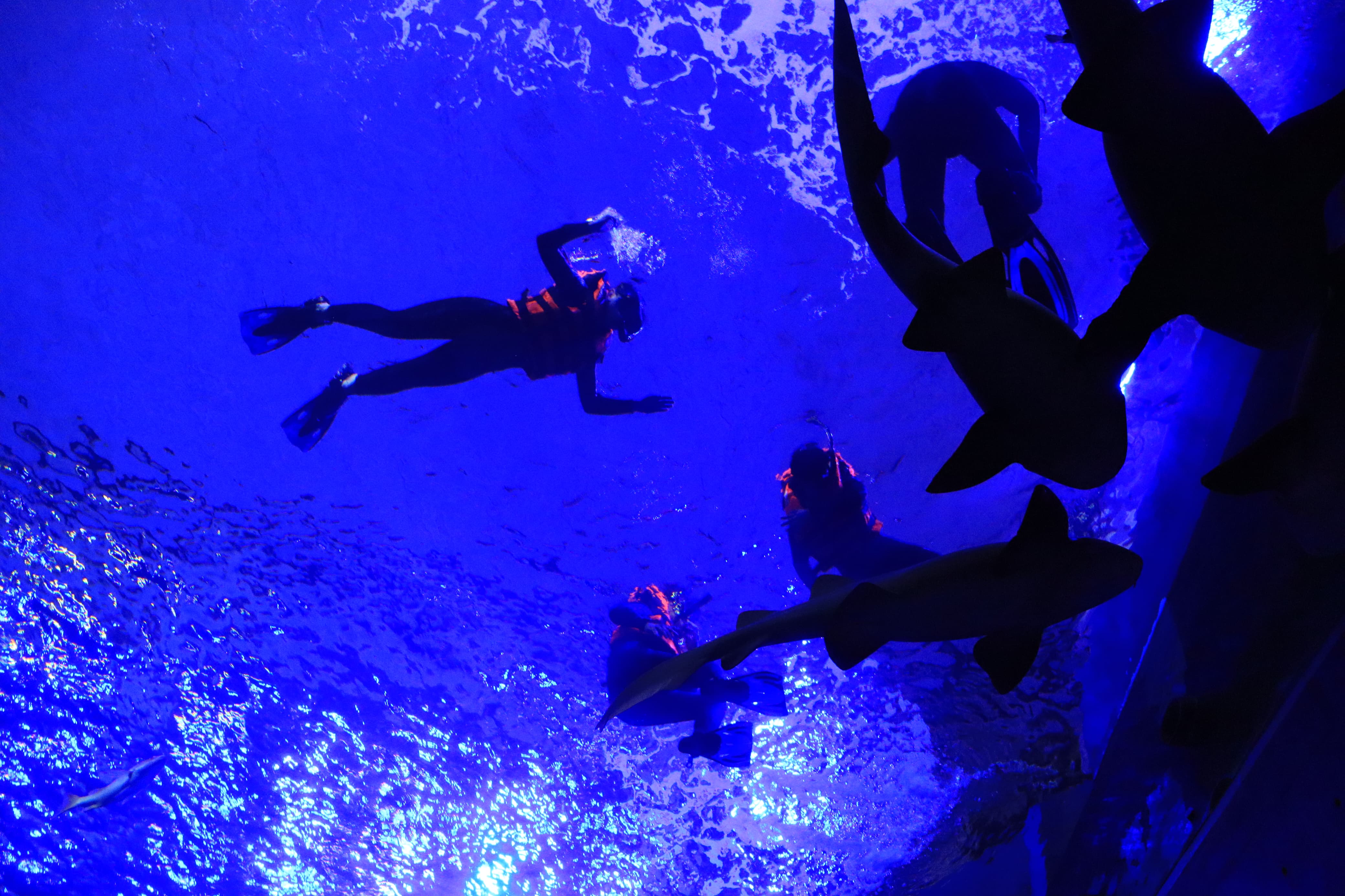 Nadar con tiburones en Acuario de Mazatlán