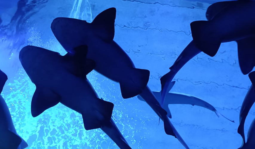 Tiburones en el Gran Acuario Mazatán