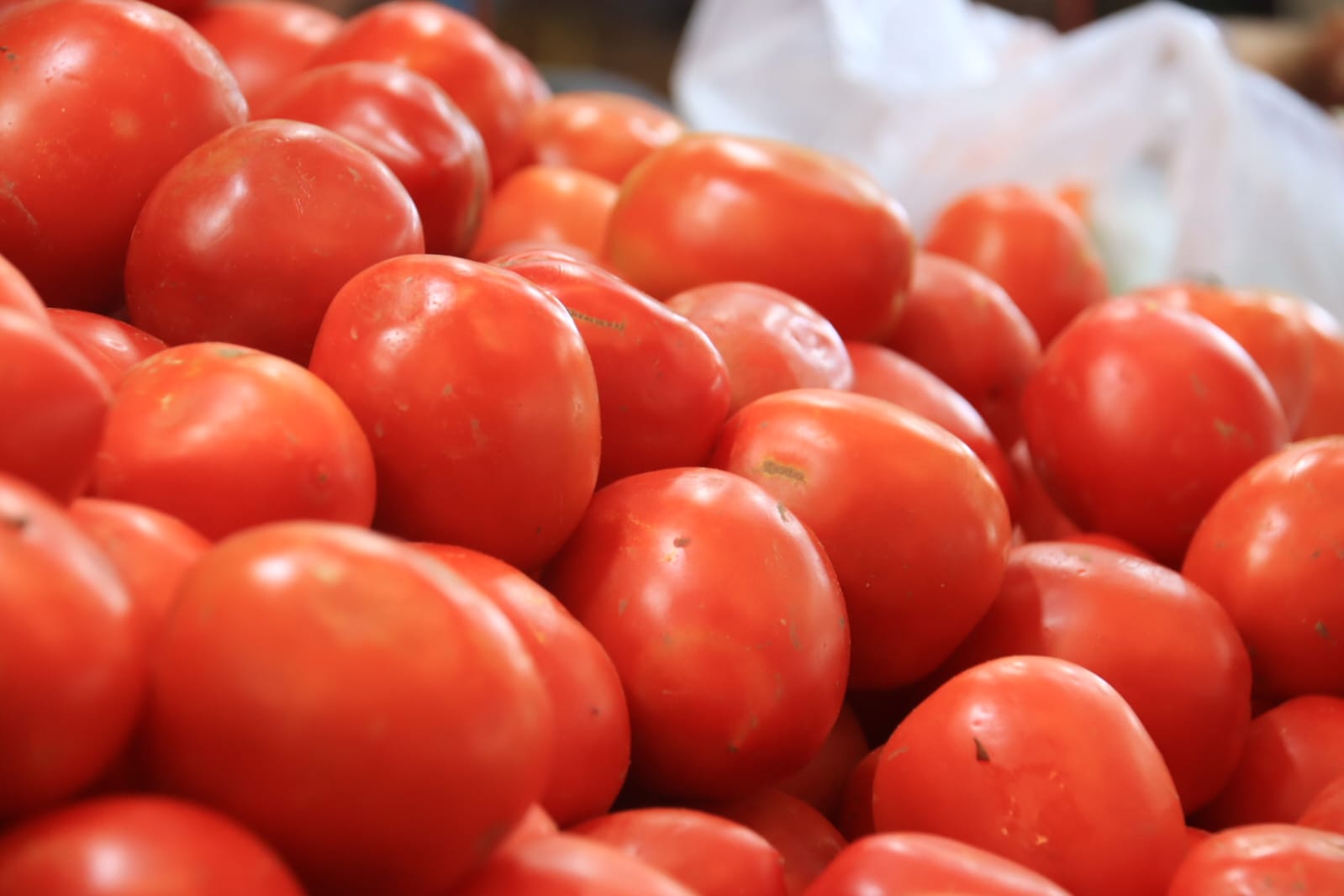 tomate