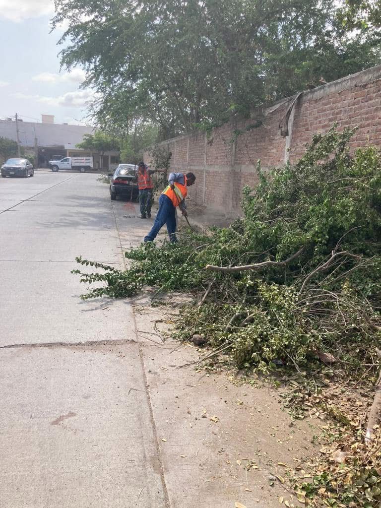 Lo que hoy se poda, barre y se tira, ayudará a enverdecer parques y jardines de Guasave: Oficialía Mayor