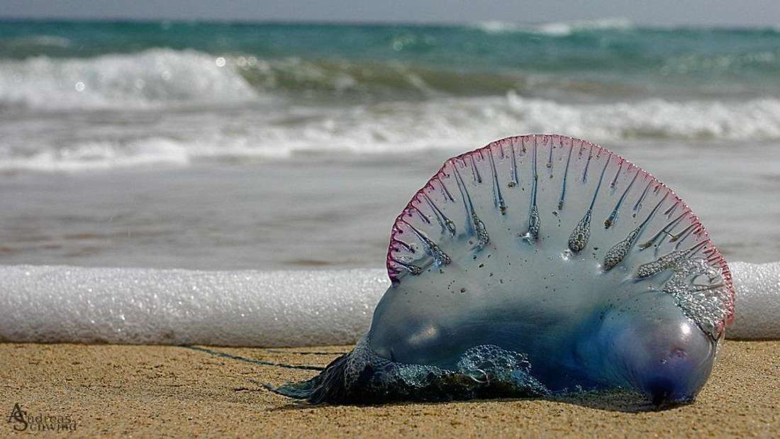 Aguamala en la playa.